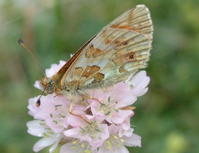 Boloria pales